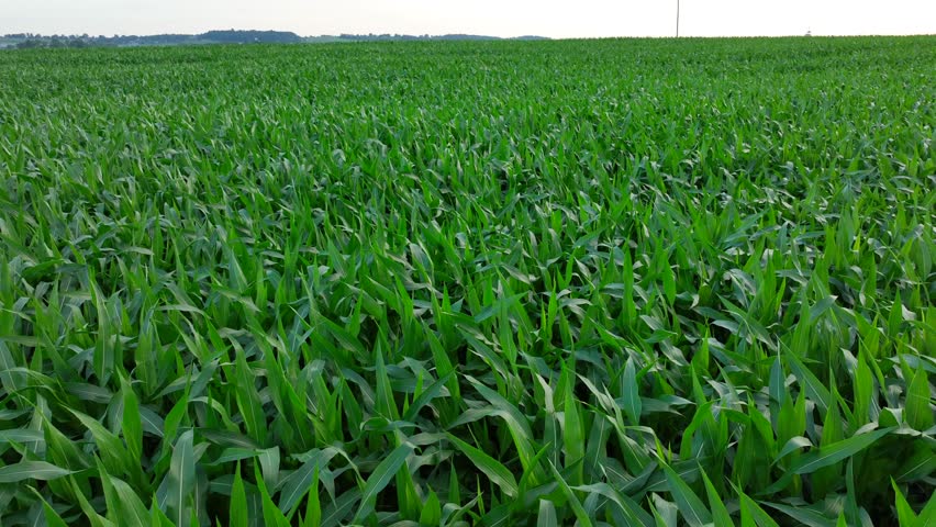 Dense, green cornfield extending to the horizon under a clear sky. Aerial view during summer in USA.