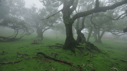 Misty scene at Fanal forest with Laurissilva trees, mystical woods Adlı Stok Video