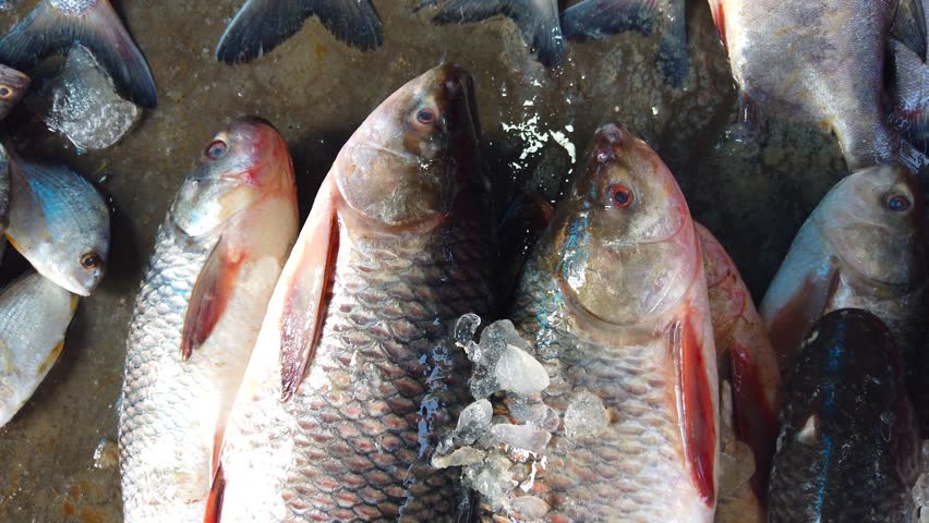 lots of catla and rohu carp fish sale in Indian fish market HD