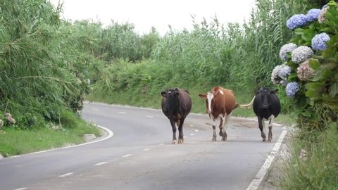 cows walking on a road in azores portugal