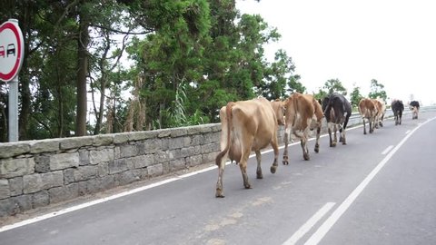 cows walking on a road in azores portugal