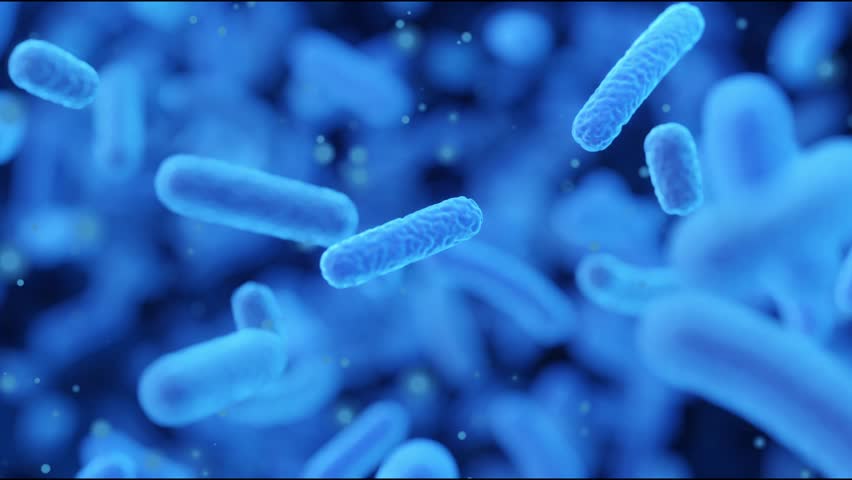 Resistance to antibacterial agents, growth of bacteria in the intestines, microscopy of bacteria Royalty-Free Stock Footage #3396140265