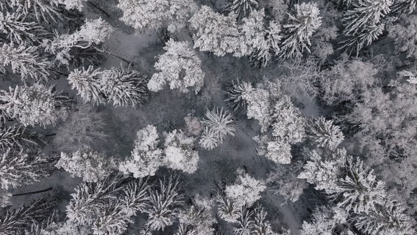 Aerial view of a snowy forest in northern germany Royalty-Free Stock Footage #3396156077
