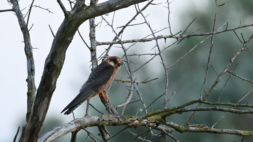 Red footed hawk Falco vespertinus in natural environment Bird is sitting on a tree with a beetle in its paw.