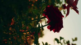 Vertical video of female hand touching rose flowers in the garden