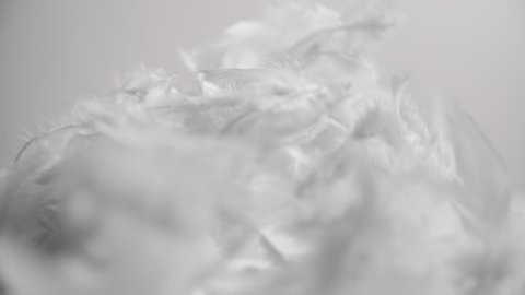White feathers flying in the wind and falling down on clean background