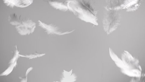 White feathers flying in the wind and falling down clean background