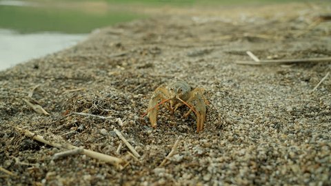 a crayfish crawls along the sandy shore of a river or lake Stockvideó