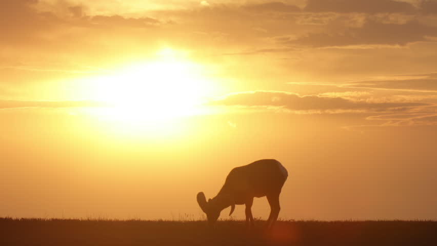 Majestic Big Horn Sheep Silhouetted Against Sunset on Grassland in Badlands National Park