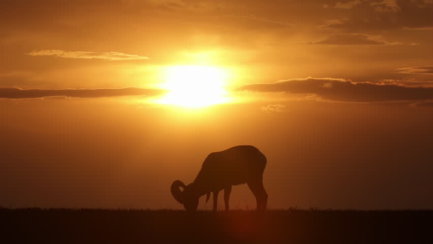 Big Horn Sheep Grazing Wild Grass Silhouetted Against Sunset on Grassland