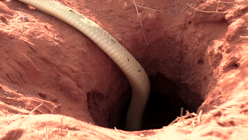 A deadly Cape cobra slithers into a burrow in the ground in pursuit of a prey.