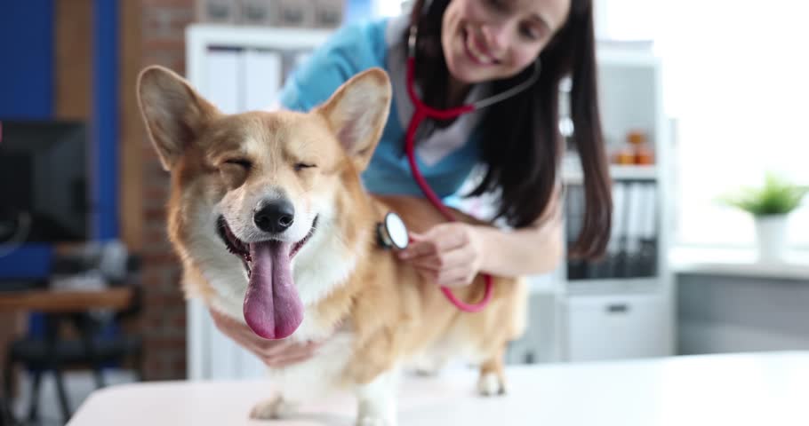 A woman vet doctor listens to the lungs of a dog, close-up, slow motion. Corgi on examination in a veterinary clinic Royalty-Free Stock Footage #3396587323