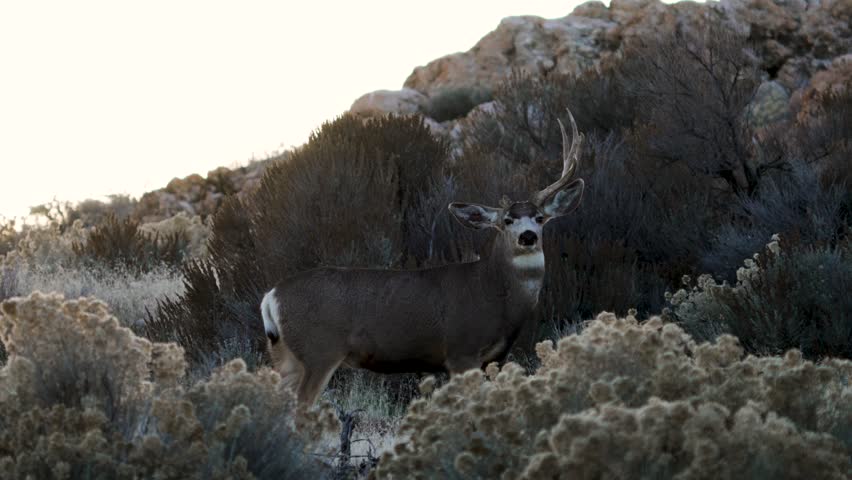 Large adult male mule deer buck lost an antler in a fight during the rut
