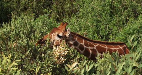 Reticulated Giraffe, giraffa camelopardalis reticulata, Adult eating Leaves, Samburu park in Kenya, Real Time 4K