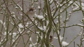 field sparrow in winter - red epic footage