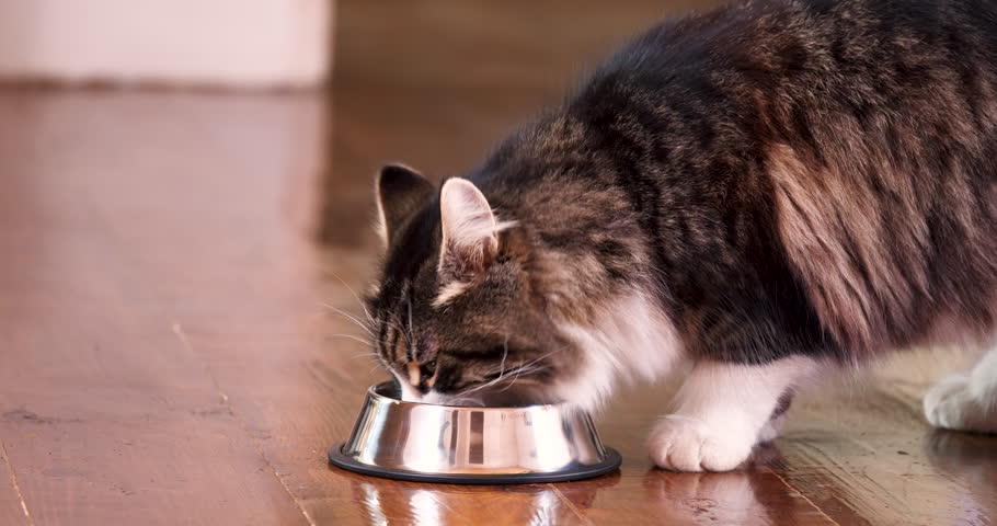 Taby Cat Eating Fresh Canned Cat Food from Silver Bowl. Home Pet Feeding. Pet care. Balanced Nutrition for Pets, Food Advertising