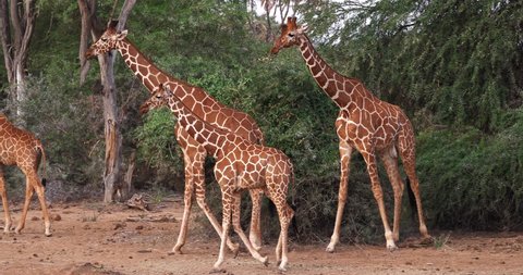 Reticulated Giraffe, giraffa camelopardalis reticulata, Group at Samburu park in Kenya, Real Time 4K