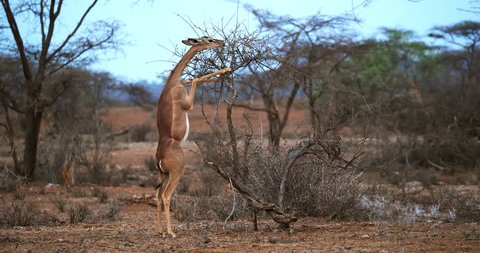 Gerenuk or Waller's Gazelle, litocranius walleri, Female standing on Hind Legs, Eating Acacias's Leaves, Samburu Park in Kenya, Real Time 4K