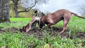 Pit bull and mongrel dig holes in the ground in nature. Teamwork. Two dogs compete to see who can dig a hole deeper and faster. Funny video with cute pets.