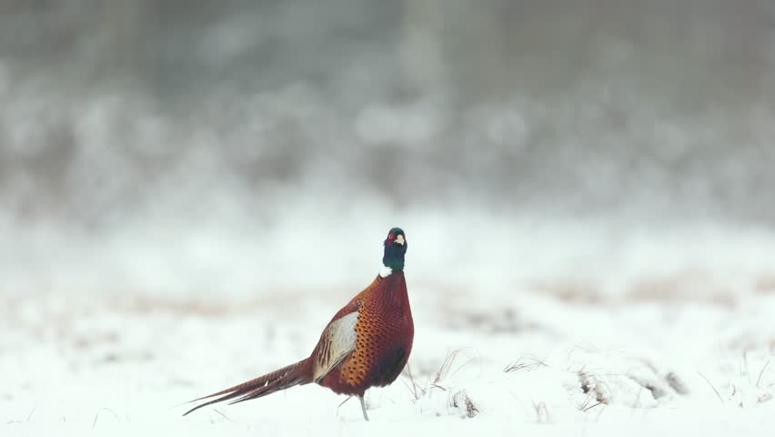 Bird Common pheasant Phasianus colchius Ring-necked pheasant in natural habitat, blue background, snowy grassland Poland Europe winter time