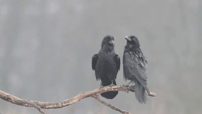 Bird beautiful raven Corvus corax North winter time Poland Europe, two ravens sitting on the branch - Powered by Shutterstock - Get 15% off with code: PIKWIZARD15