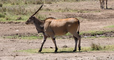 Cape Eland, taurotragus oryx, Nairobi Park in Kenya, Masai Mara Park in Kenya, Real Time 4K