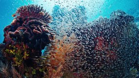 Healthy coral reef with tiny fish in Raja Ampat region in Indonesia. Underwater view of the rich and healthy coral reef in the West Papua, Misool Island - Powered by Shutterstock - Get 15% off with code: PIKWIZARD15