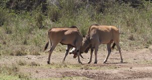 Cape Eland, taurotragus oryx, Males Fighting, Nairobi Park in Kenya, Masai Mara Park in Kenya, Real Time 4K
