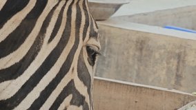 Closeup of Zebra Face With Side View Eating.4K