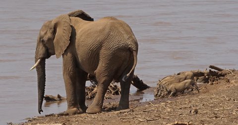 African Elephant, loxodonta africana, Adult standing at River with Warthogs, Samburu Park in Kenya, Real Time 4K