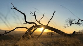 Fallen dead tree blocks sun. Golden sunset hill top. Slow low angle Pan shot. Twilight sky clear blue. 4k 30fps Cinematic. Winter change season leafless yellow grass ground view gentle breeze - Powered by Shutterstock - Get 15% off with code: PIKWIZARD15