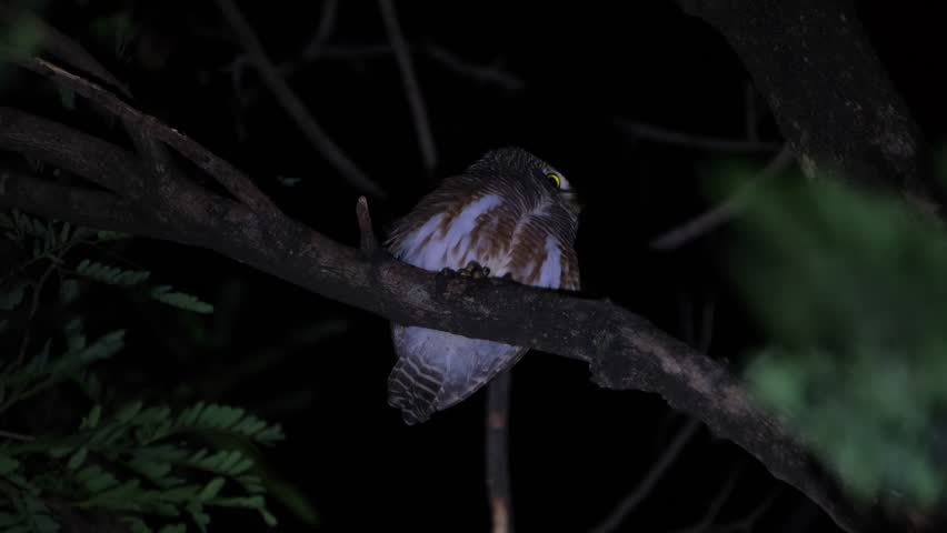 Looking to the right and then quickly turns its head to the back giving attention to a sound produced by a potential prey, Asian Barred Owlet Glaucidium cuculoides, Thailand Royalty-Free Stock Footage #3396847811