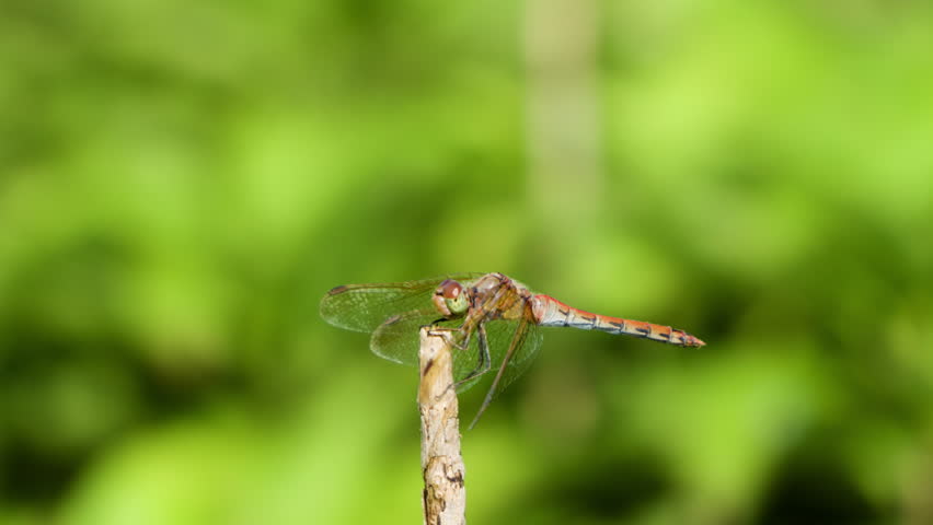 Sympetrum depressiusculum, the spotted darter dragonfly perching on plant tip, flies away and come back - close-up macro