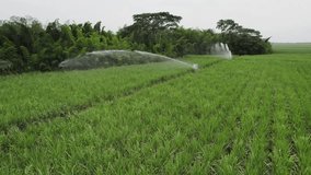 A field of pineapple plants being watered with an automatic hose in Cali, Colombia