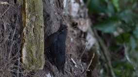 The Sunda thrush is a species of bird in the family Turdidae. Vertical video orientation