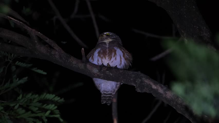 Looking to the left while making a call in the middle of the night, Asian Barred Owlet Glaucidium cuculoides, Thailand Royalty-Free Stock Footage #3396875465