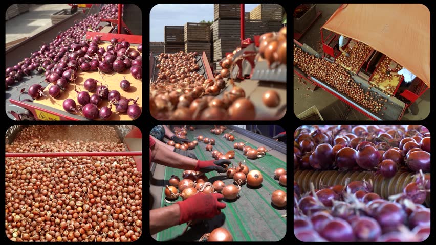 Onions and Carrots Processing - Animated Multi Screen Video. Vegetable Wholesale Distribution. Carrot and Onion Production, Sorting and Packaging.