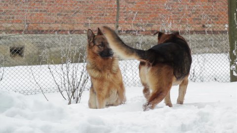winter mating dogs,breed german shepherd dog in winter mating