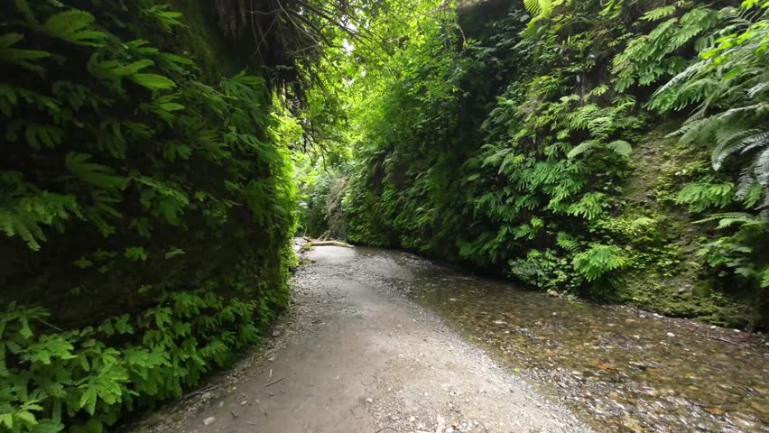 Lush and green Fern Canyon and stream in Redwood National Park in California