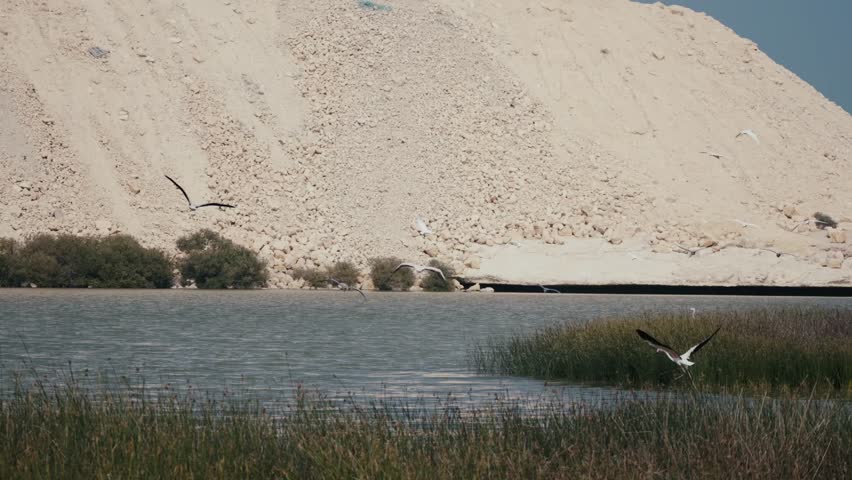 Flamingos taking flight in perfect formation. Majestic birds, nature