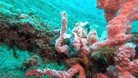 painted frogfish 4k video taken in dauin Philippines
