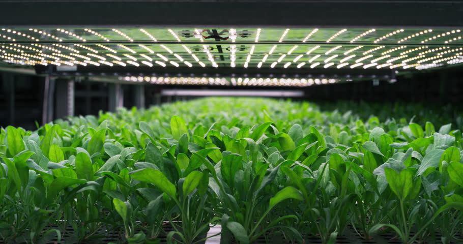 Green Plants Production in a Controlled Environment at a Modern Vertical Farm. Automated Facility with Air Temperature, Light, Water, Humidity Levels Regulated to Meet Vital Nutritional Values