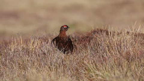 A stunning Red grouse (Lagopus lagopus) taking cover in the vegetation in the Highlands of Scotland on a very windy day.