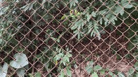 Exterior video film footage view of a  jungle forest woods nature with greeny green foliage leaves being a grid wire fence gate in metal to protect from wild animal
