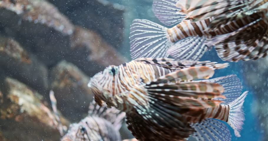 Tropical fish in home aquarium, close up. Exotic pet fish swim in oxygen-rich water. Aquarium fish hobby. Decorative underwater nature. Beautiful ecosystem. Lionfish moving on turquoise water backdrop