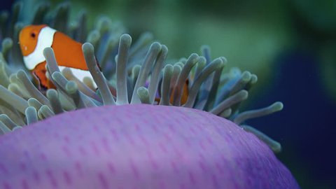 false anemonefish or  Clownfish, Amphiprion ocellaris, is hiding in a anemone, Wakatobi, Indonesia, slow motion