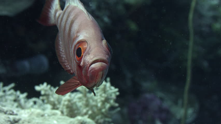 Crescent-tail bigeye (Priacanthus hamrur) portrait, showing one large eye, WAKATOBI, Indonesia, slow motion