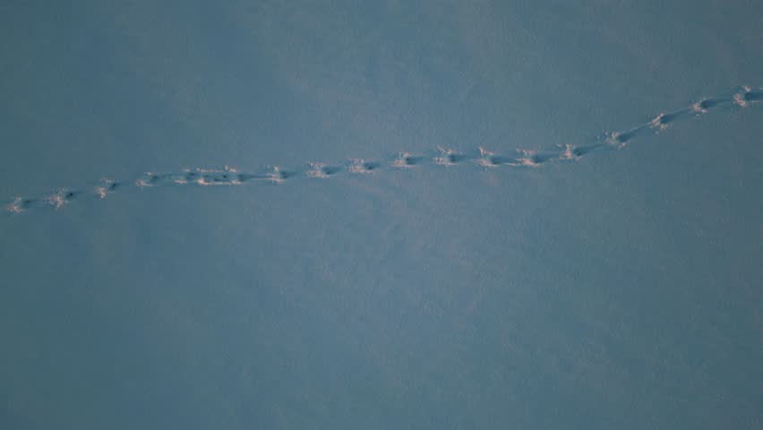 footprint on white fresh snow at sunny winter weather, animal trace on snowy frozen surface of lake 4k