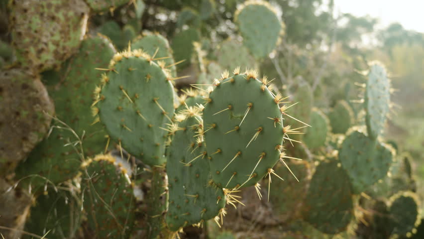 Prickly cacti cactus plants with sharp spines. Cinematic, slow motion close up Royalty-Free Stock Footage #3397328055