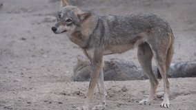 Arabian wolf (Canis lupus arabs) 120fps slow motion video clip D.G Khan Zoo, Pakistan